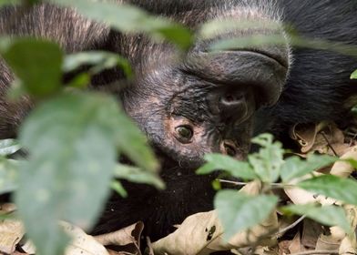 Chimpanzee portrait