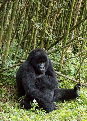 Mountain Gorilla