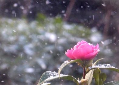 flower and snow