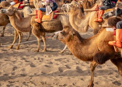 Camels iin desert