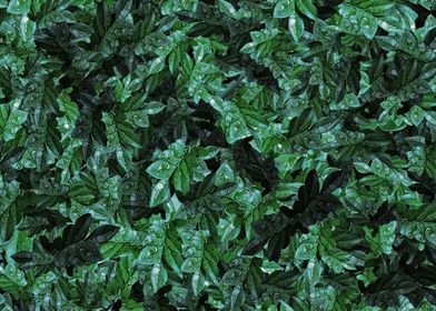 Dew foliage pattern v2