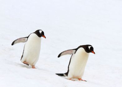 Pair of penguins