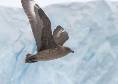 Skua