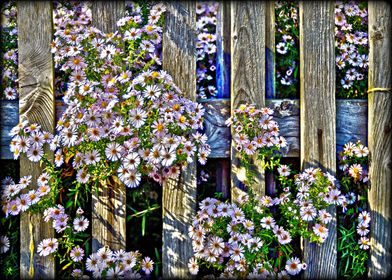 Fence with asters