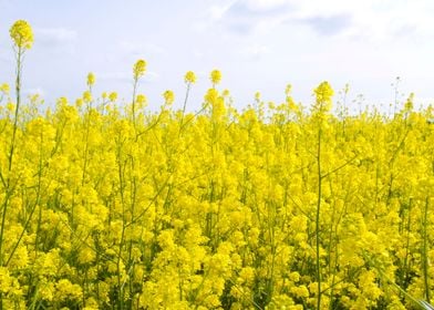 Field of canola