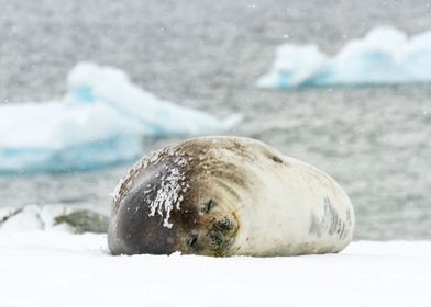 Weddell seal