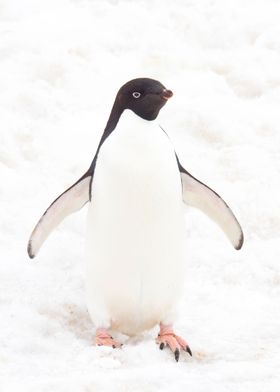 Adelie Penguin