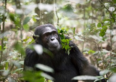 Chimpanzee in forest