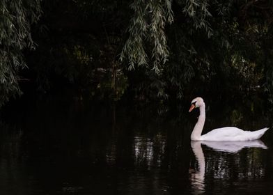 Beautiful Swan Lake