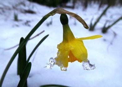 daffodil in the snow