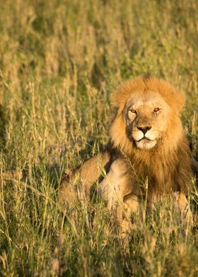 Lion in Africa