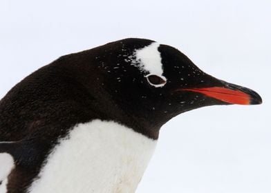 Penguin portrait