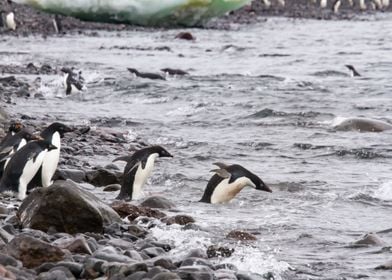 Adelie Penguins