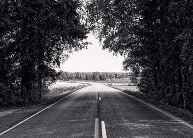 Curvy Road Under The Trees