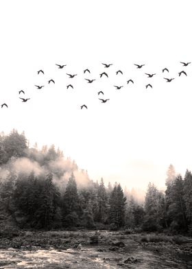 Birds above the forest