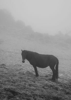 A Horse in the Mist