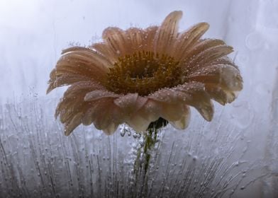 Leucanthemum in ice1