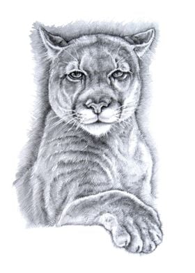 Puma Big cats Wildlife