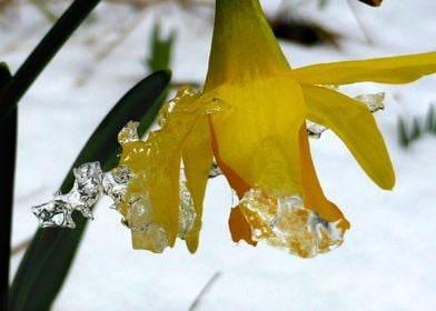 thats a cold daffodil