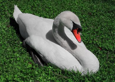 The elegance of a swan