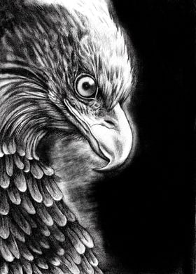 Dark Eagle