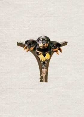 Rottweiler Posters