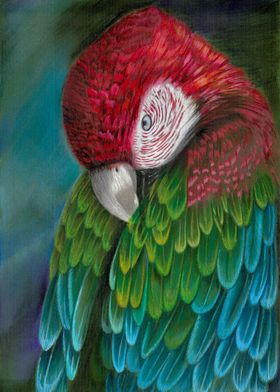 Royal macaw