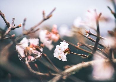 Cherry Blossoms