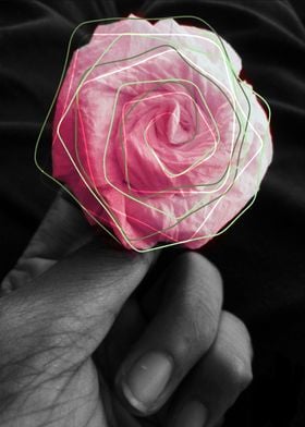 The Paper Rose