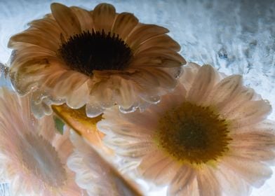 Leucanthemum in ice 3