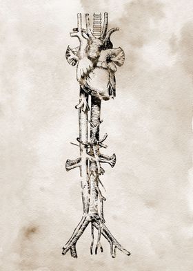 Aorta vein and heart 