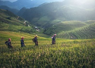 Farming in Asia