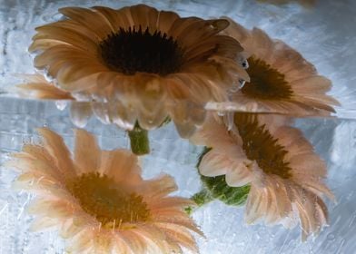 Leucanthemum in ice 2