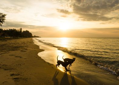 Two Dogs funny on beach