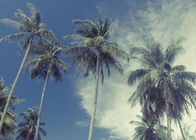 Palm trees blue sky