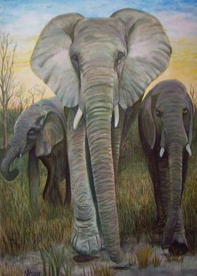 African Elephants