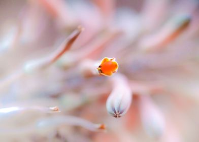 Kirstenbosch Gardens SA