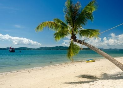 Palm trees and beach