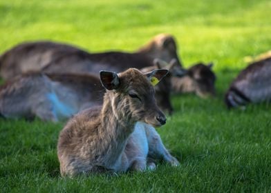 Deer lying in grass