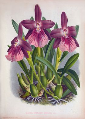 Vintage Purple Lady Orchid