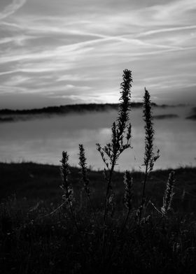 River plant