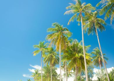 Palm trees blue sky