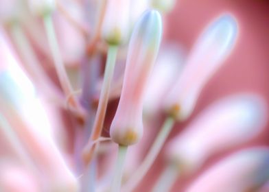 Kirstenbosch Gardens SA