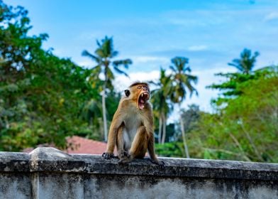 Yawning Monkey