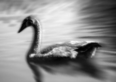 Frozen swan