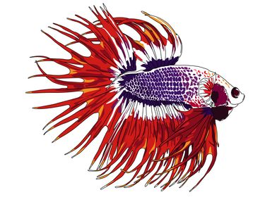 Siamese fighting fish