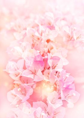 Bougainvillea pink flower