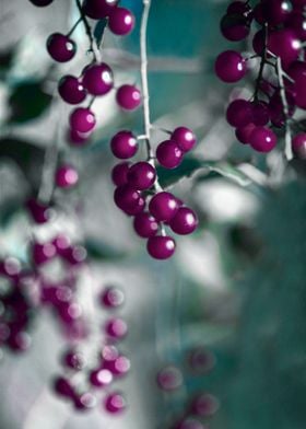 Plum Berries on Teal 