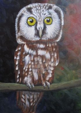 Owl bright eyed bushy tail