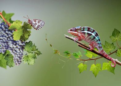 Butterfly and chameleon